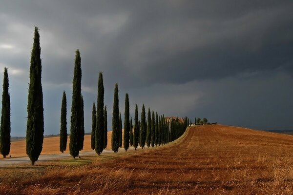 Cipressi lungo la strada-bellissimo paesaggio