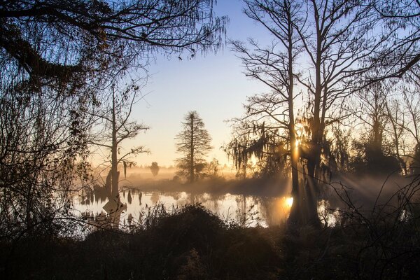 Merveilleux matin brumeux et paysage coacieux sur le lac