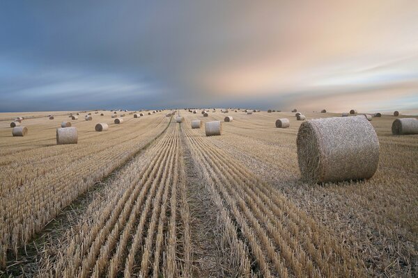 Heuhaufen liegen auf einem Feld