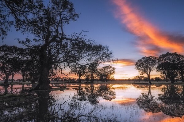 Eukalyptus in Australien in ungewöhnlichem Licht