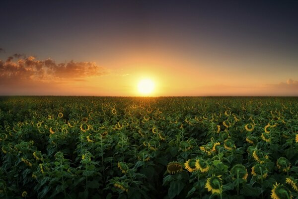 Summer field with sunflowers at sunset