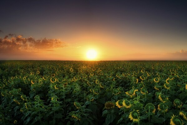 Champ d été avec des tournesols au coucher du soleil