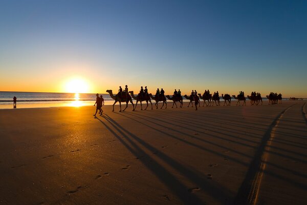 Caravana de camellos en la playa del mar