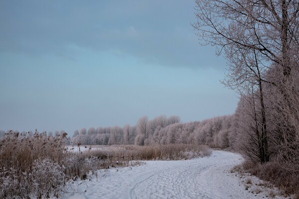 Winterlandschaft. Straße im Wald