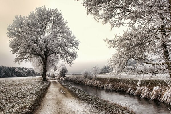 Inverno costoso lungo il fiume e odikoko alberi in piedi