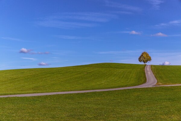 A lonely tree in the distance on a hill
