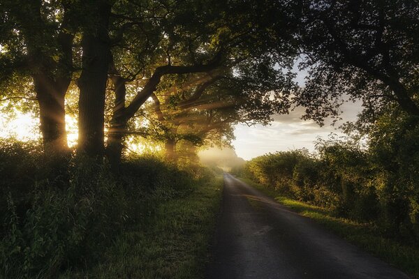 Sonnenstrahlen brechen durch einen Baum an der Straße