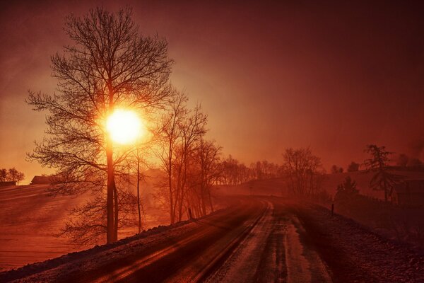 The road leading into the red forest