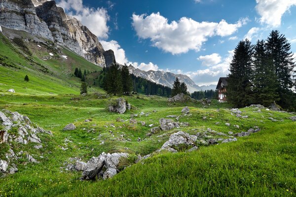 Foresta al confine delle montagne alpine