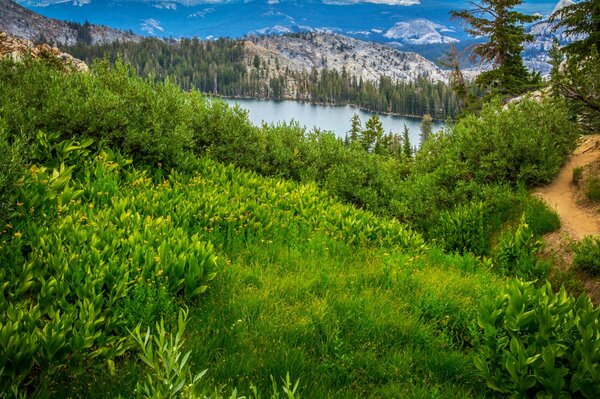 Foresta del Parco Nazionale di Yosemite in California