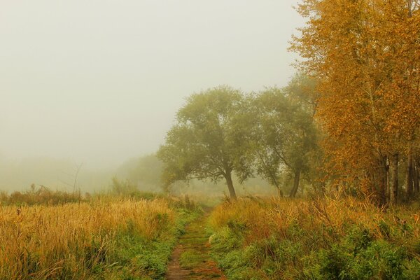 Brumoso otoño naturaleza