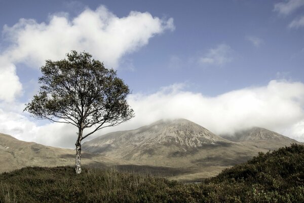 Beautiful landscape. Mountains, clouds and a lonely tree