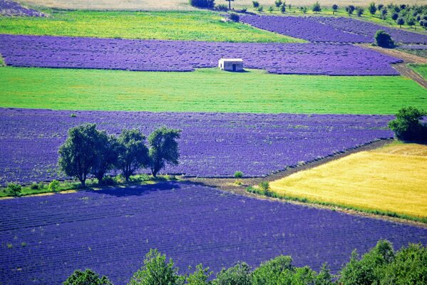 Enorme plantación de flores de lavanda