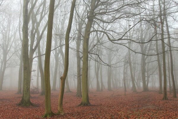 Herbstwald mit gefallenen Blättern