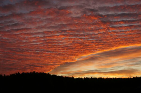 Hermosa puesta de sol en el fondo del bosque