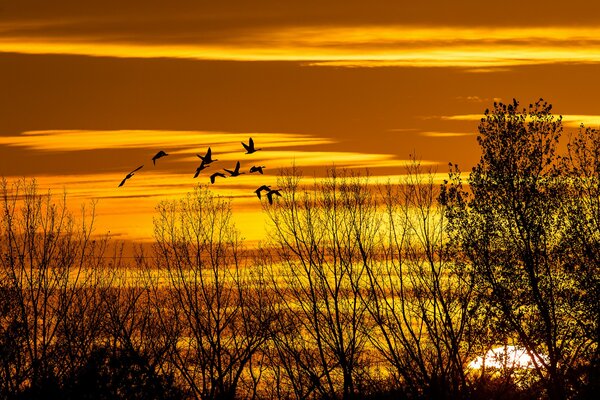 Silhouette der Vögel auf dem Hintergrund des Sonnenuntergangs