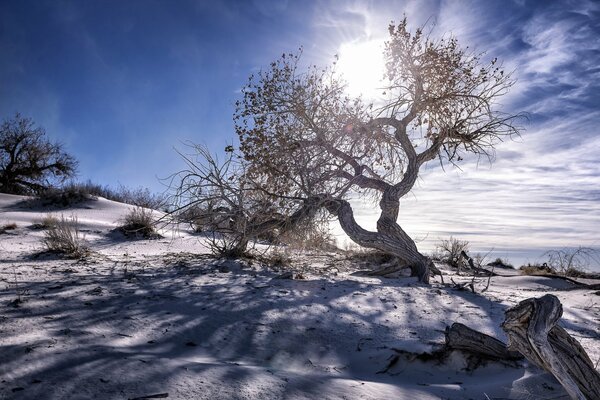 Baum-Landschaft auf Himmelshintergrund