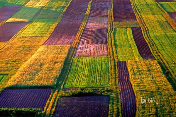 Champs de couleurs vives en Pologne