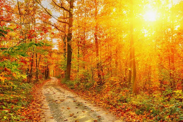 Des rayons de lumière traversent le feuillage doré