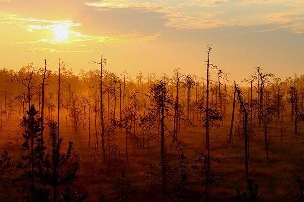 Wald bei Sonnenuntergang