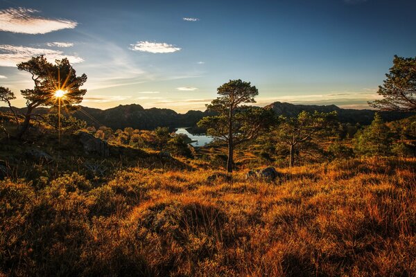 Фотография норвежского леса в ясную погоду