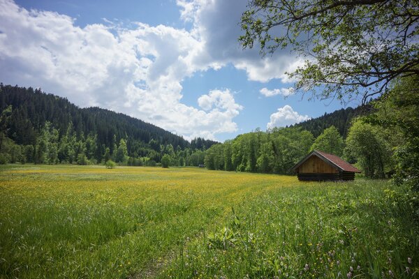 Deutschland , grüne Wiese. Ein Haus in der Mitte der Lichtung