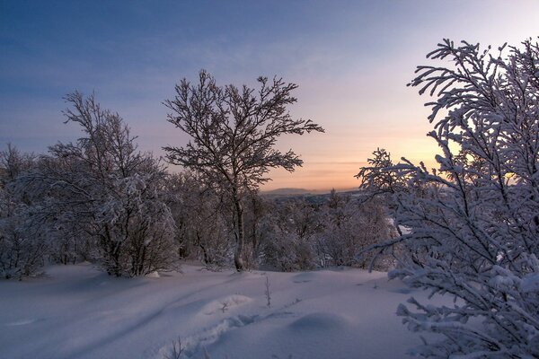 Landschaft Winter Sonnenuntergang und Baum