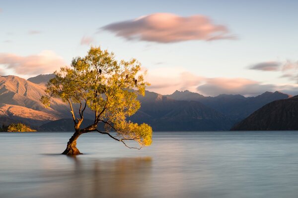 Un árbol solitario se encuentra en el agua