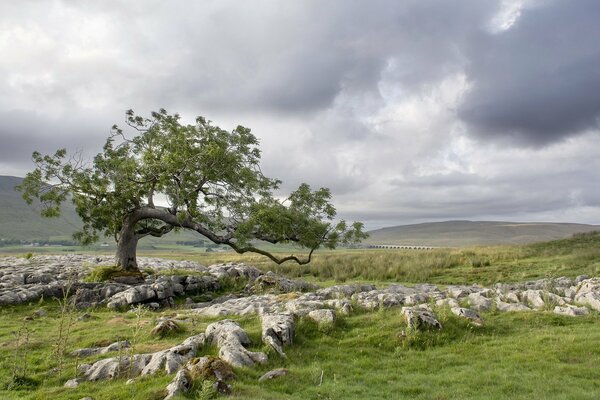 A lonely tree with satellite stones