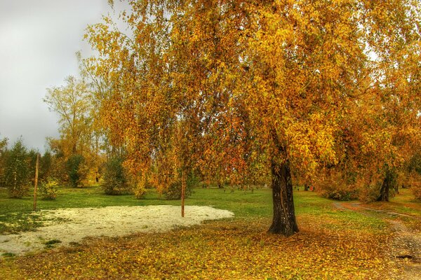 Осень, межсезонье. Желтая дерево и опавшая листва