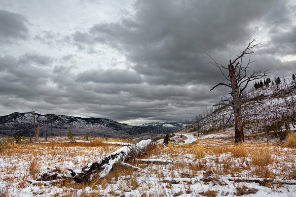 Bosque muerto con fondo de nubes de tormenta y esplendor natural