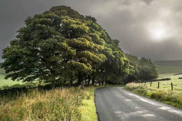 El camino junto a los árboles contra el cielo gris