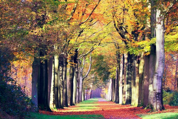 Осенний пейзаж лесной дороги