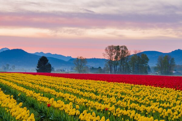 Plantación de tulipanes amarillos y rojos en el fondo de las montañas