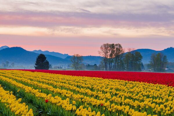 Плантация желтых и красных тюльпанов на фоне гор
