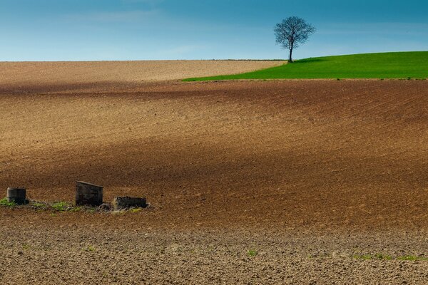 A magical landscape with a beautiful field