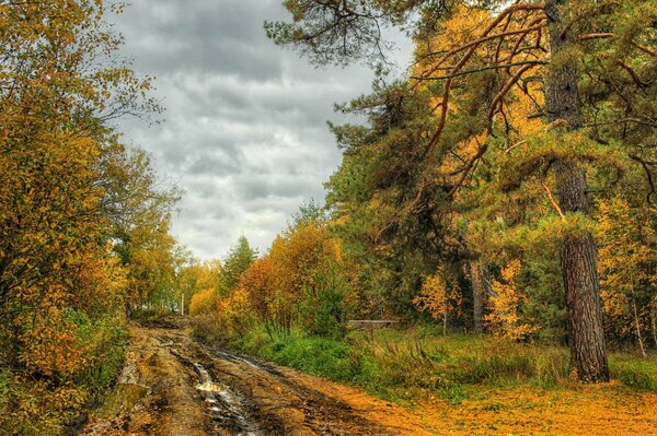 Осенняя дорога в лесу. Красивая природа, разноцветные деревья