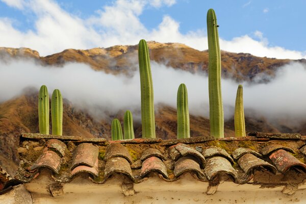 Kaktus auf dem Hintergrund von Schindeln und Bergen