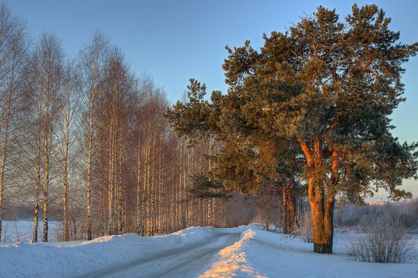 Winterstraße zwischen traumhaft schönen Bäumen