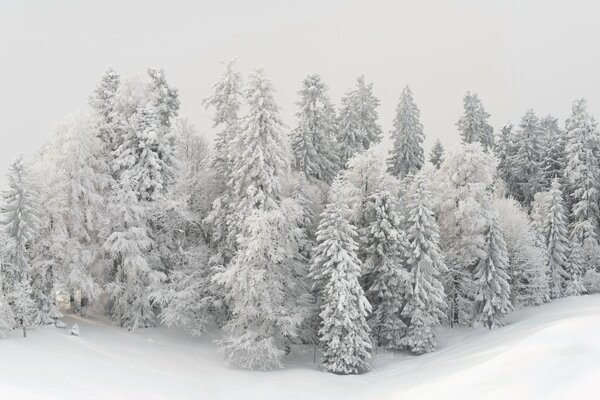 Foresta nella neve bianca