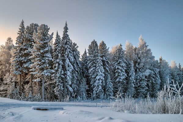 Winterwald bei sonnigem Wetter