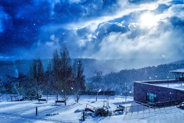 Winter blue. Trees under snowfall