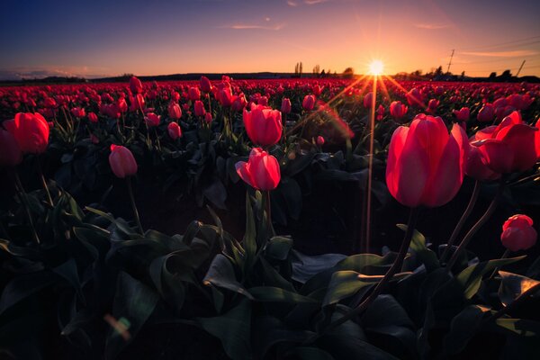 Campo de Tulipanes en los rayos del sol al atardecer