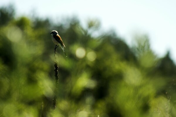 Petit oiseau assis sur une branche