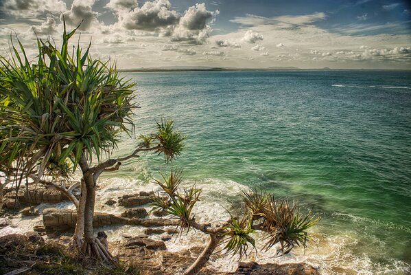 Île déserte avec des palmiers dans la mer