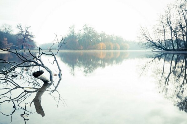 Nebliger See mit schwimmendem Ast