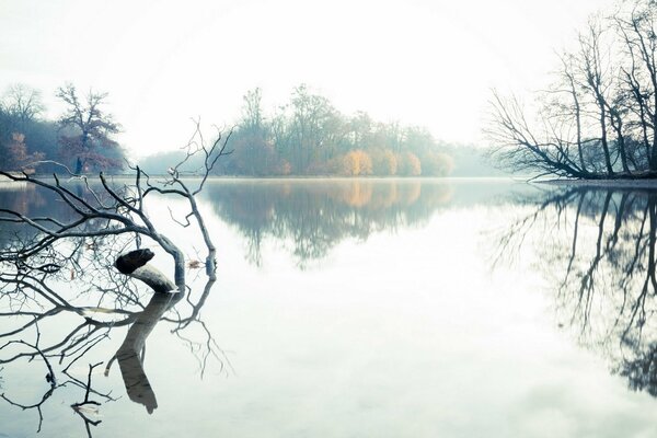Mgliste jezioro z pływającą gałęzią