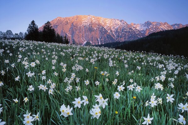 Blumen auf einer Bergwiese in Österreich