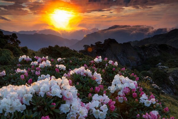 White and pink flowers on the hills of the mountains, illuminated by the setting sun