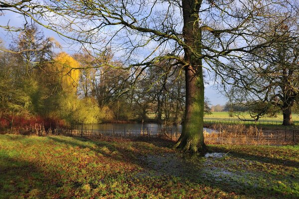 Albero ricoperto di muschio nel parco sullo sfondo del Lago